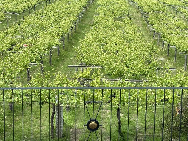Vista a los viñedos de Bodega Granbazán en las Rías Baixas